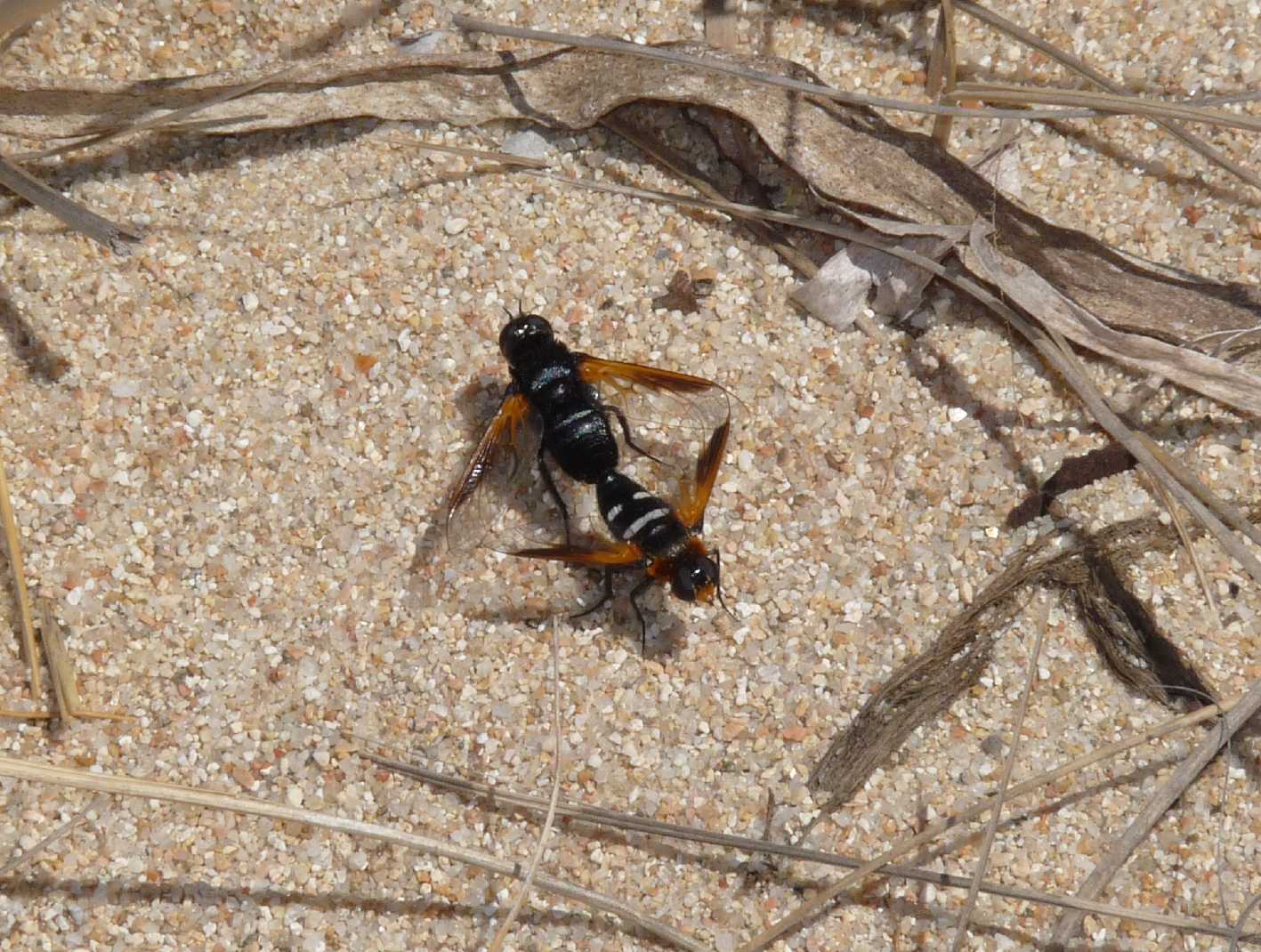 Exoprosopa rutilia ♀ e ♂  (Bombyliidae)